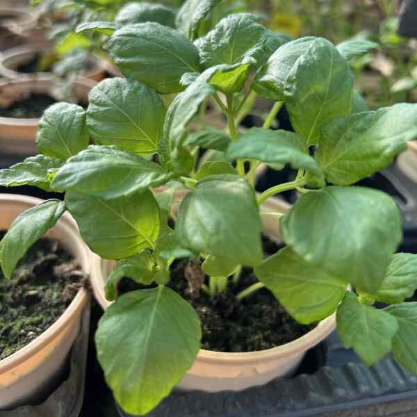 perilla-green-seeds-3 perilla-green-seeds-3
