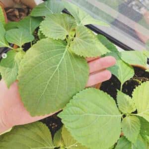 Perilla Shiso Green