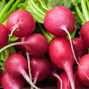 Radish