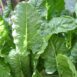silverbeet-ford-hook-giant-seeds