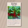 silverbeet-ruby-red-front