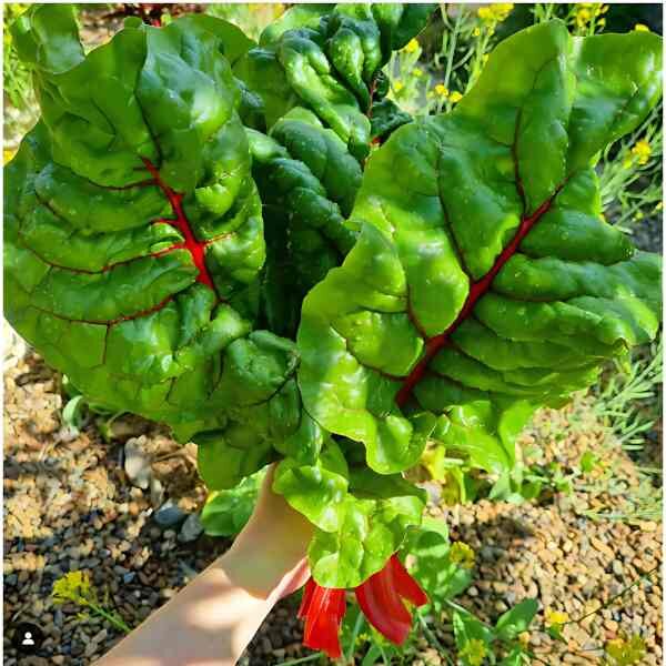 silverbeet-ruby-red-seeds-2 silverbeet-ruby-red-seeds-2