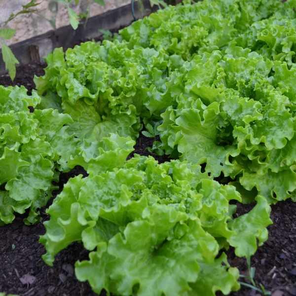 lettuce-salad-bowl-green-seeds-1 lettuce-salad-bowl-green-seeds-1