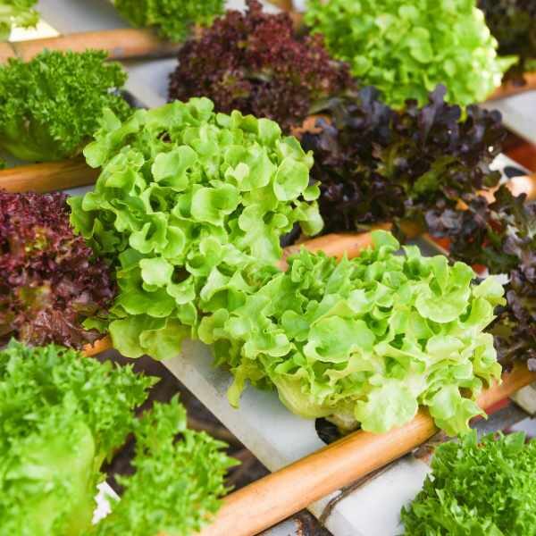 lettuce-salad-bowl-green-seeds-2 lettuce-salad-bowl-green-seeds-2