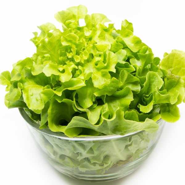 lettuce-salad-bowl-green-seeds-3 lettuce-salad-bowl-green-seeds-3