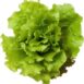 lettuce-salad-bowl-green-seeds