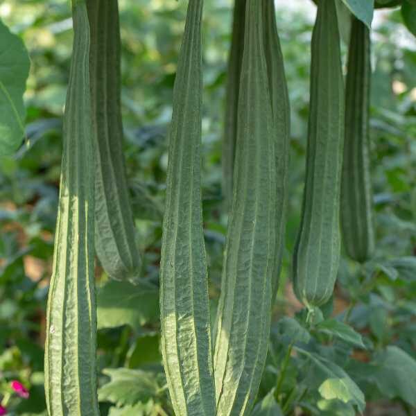 luffa-seeds-3 luffa-seeds-3