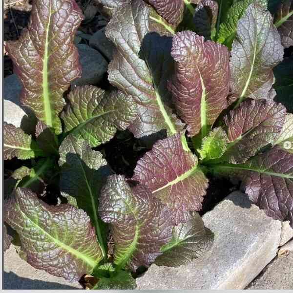 mustard-greens-red-giant-seeds-1 mustard-greens-red-giant-seeds-1