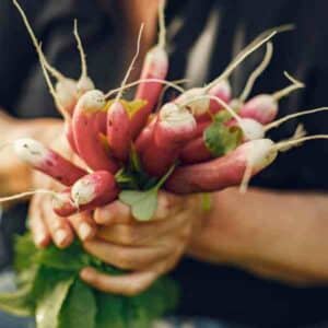 Radish French Breakfast