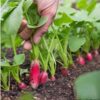 radish-french-breakfast=seeds-4