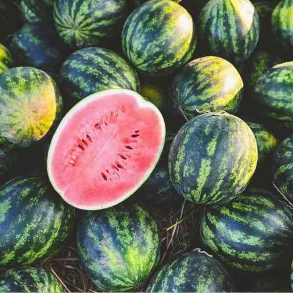 watermelon-crimson-sweet-seeds-1 watermelon-crimson-sweet-seeds-1