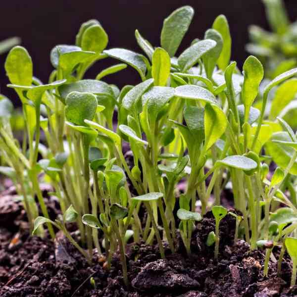 wild-rocket-seeds-2 wild-rocket-seeds-2