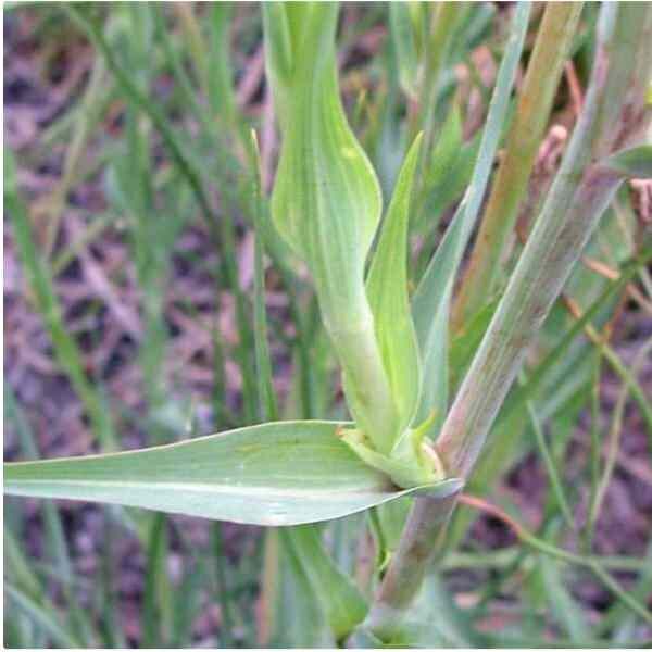 Copy of salfify-mammoth-sandwich-seeds-3 Copy of salfify-mammoth-sandwich-seeds-3