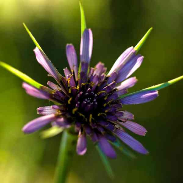 salfify-mammoth-sandwich-seeds-2 salfify-mammoth-sandwich-seeds-2