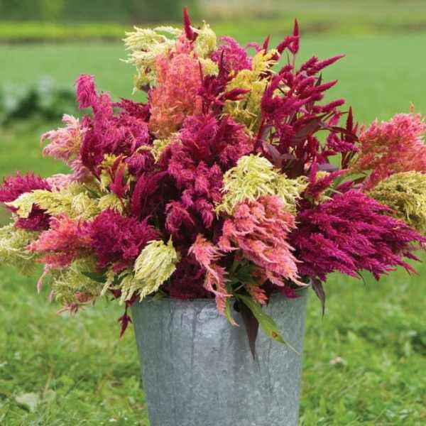 celosia-pampas-plume-seed-5 celosia-pampas-plume-seed-5