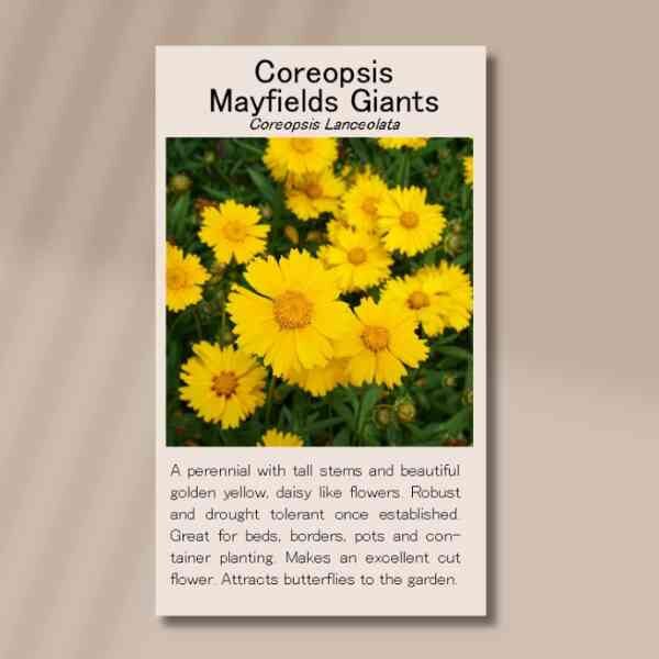 coreopsis-mayfields-giant-seed-packet-front coreopsis-mayfields-giant-seed-packet-front