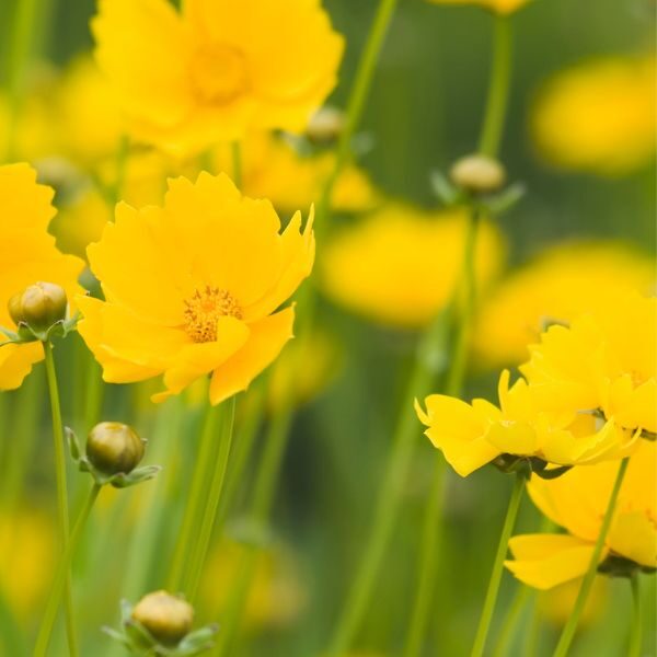 coreopsis-mayfields-giants-seeds=2 coreopsis-mayfields-giants-seeds=2