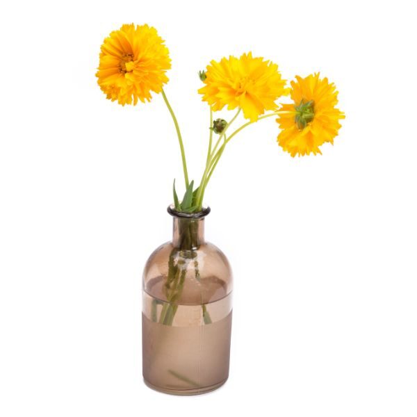coreopsis-mayfields-giants-seeds=3 coreopsis-mayfields-giants-seeds=3