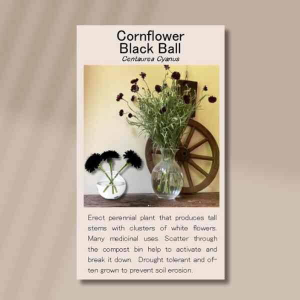 cornflower-black-ball-front cornflower-black-ball-front