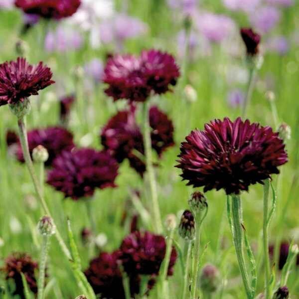 cornflower-black-ball-seeds-1 cornflower-black-ball-seeds-1