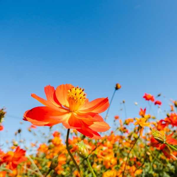 cosmos-bright-lights-mix-seeds-4 cosmos-bright-lights-mix-seeds-4