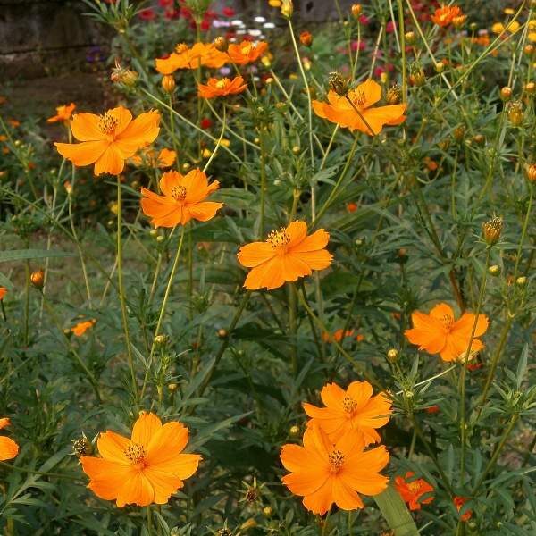cosmos-bright-lights-seeds cosmos-bright-lights-seeds