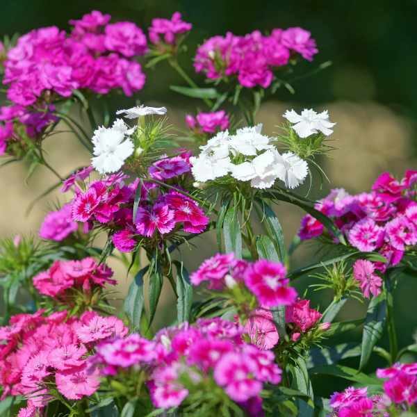 dianthus-sweet-william-seeds-2 dianthus-sweet-william-seeds-2