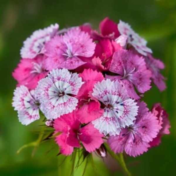 dianthus-sweet-william-seeds dianthus-sweet-william-seeds