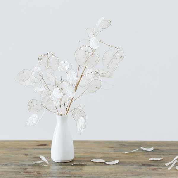 honesty-seeds3 honesty-seeds3