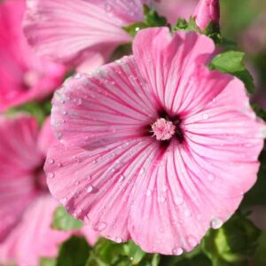 Rose Mallow