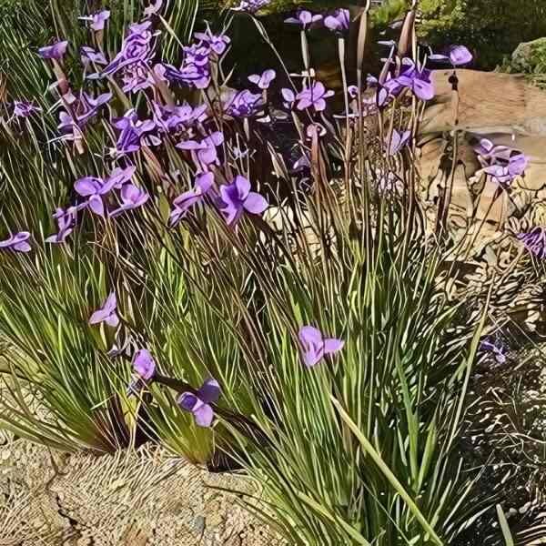 native-iris-seeds-1 native-iris-seeds-1
