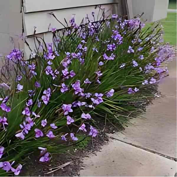 native-iris-seeds-2 native-iris-seeds-2