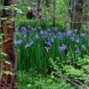 native-iris-seeds-7