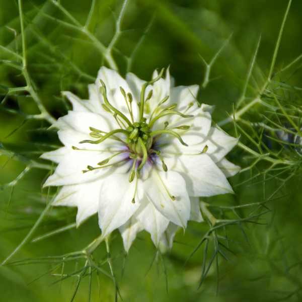 nigella-persian-jewels-seed-1 nigella-persian-jewels-seed-1
