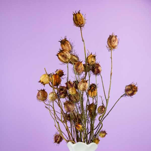 nigella-persian-jewels-seed-3 nigella-persian-jewels-seed-3