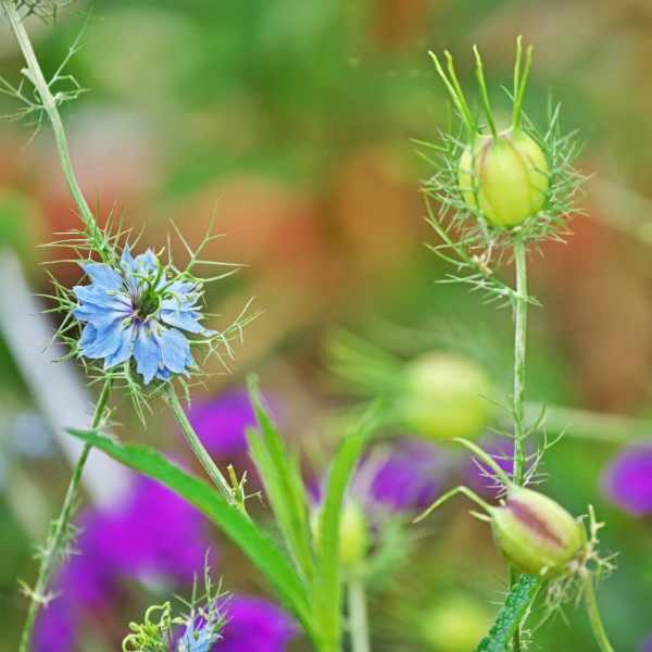 nigella-persian-jewels-seed-5 nigella-persian-jewels-seed-5