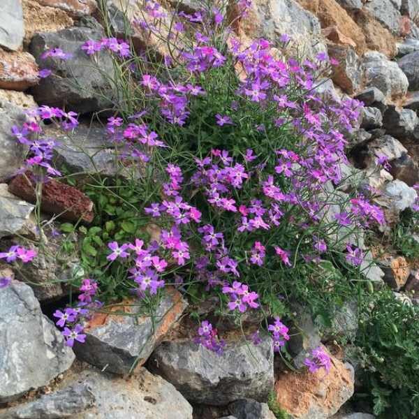 stock-virginia-mix-seeds-3 stock-virginia-mix-seeds-3