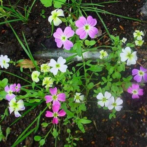 stock-virginia-mix-seeds-4 stock-virginia-mix-seeds-4