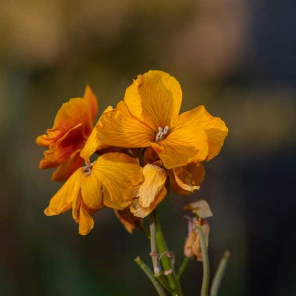 wallflower-single-mix-seed2 wallflower-single-mix-seed2