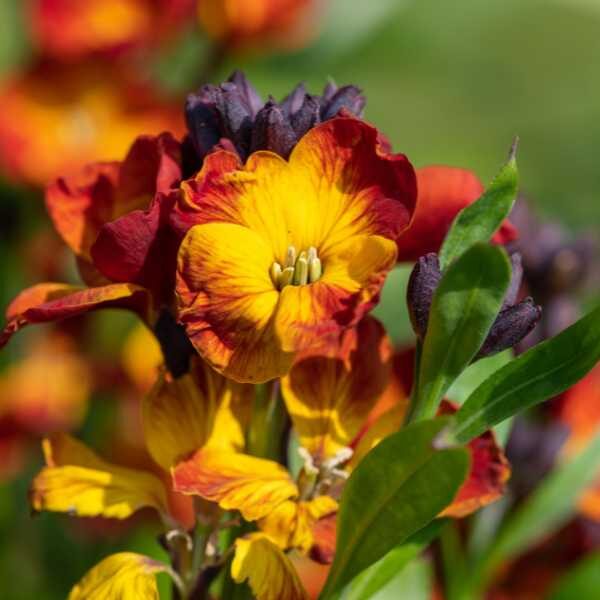 wallflower-single-mix-seed4 wallflower-single-mix-seed4