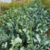 broccoletti-seeds-6