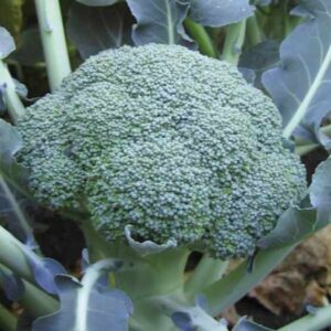 Broccoli