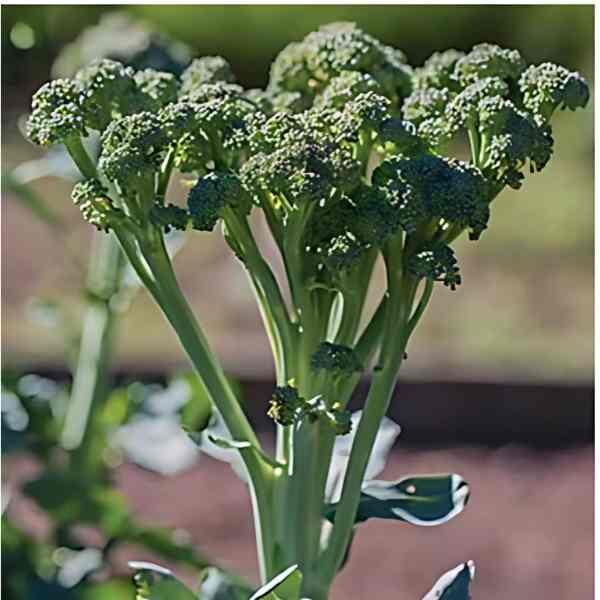 broccolini-seeds-2 broccolini-seeds-2