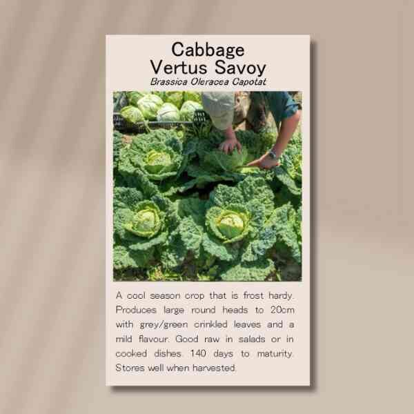cabbage-vertus-savoy-cabbage-front cabbage-vertus-savoy-cabbage-front
