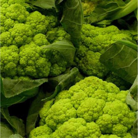 cauliflower-macerata-green-seeds