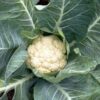 cauliflower-snowball-seeds-1