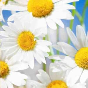 Chamomile