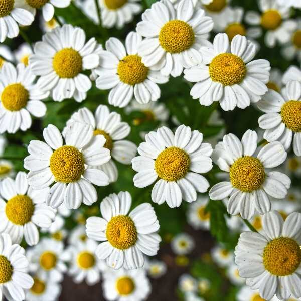 chamomile-seeds-2 (1) chamomile-seeds-2 (1)