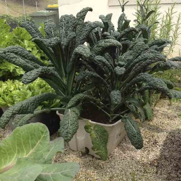 kale-nero-de-toscano-seeds-5 kale-nero-de-toscano-seeds-5