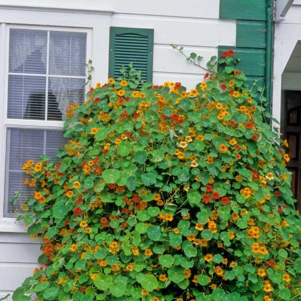 nasturtium-trailing-mix-seed-3 nasturtium-trailing-mix-seed-3